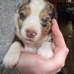 Holly - Red merle female Miniature American Shepherd puppy in Vancouver, Washington from BonDrew's Miniature American Shepherds