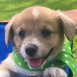 Pembroke Welsh Corgi Puppies from Miss Red's Corgi Farm