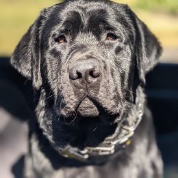 Labrador Retriever Puppies from Ski2Sky Labrador’s
