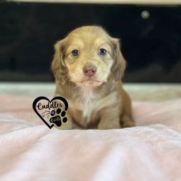Dachshund, Pomeranian, and Poodle Puppies from Cuddles n Curls