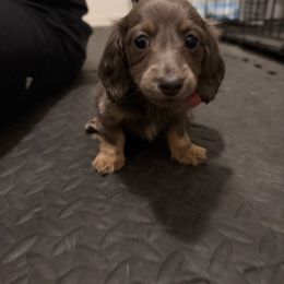 6500 pet only - blue and tan female longhair - Blue and tan female Dachshund puppy in El Paso, Texas from InnerVision K9 & Dachs
