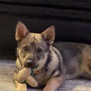 Swedish Vallhund Puppies from Skyfyre Swedish Vallhunds