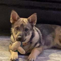 Swedish Vallhund Puppies from Skyfyre Swedish Vallhunds