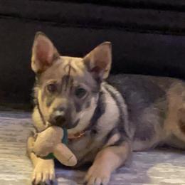 Swedish Vallhund Puppies from Skyfyre Swedish Vallhunds