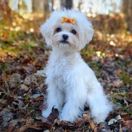 Companion Cross, Havanese, Mal-Shi, Maltese, Maltipoo, Morkie, and Shih Tzu Puppies from Seeking Shalom Acres Maltese, Maltipoos & Havamalts