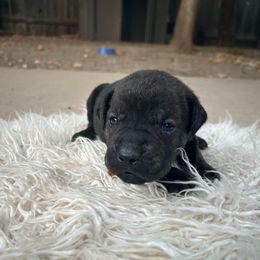 Coconut Tree - Black brindle male Cane Corso puppy in Elk Grove, California from DiamondBabyCorso
