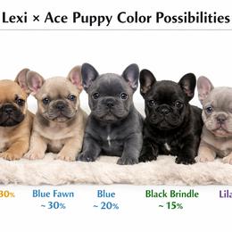 French Bulldog Puppies from Tampa Bay Frenchies LLC