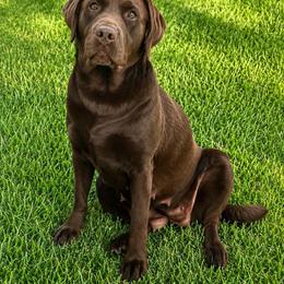 Willa - Labrador Retriever