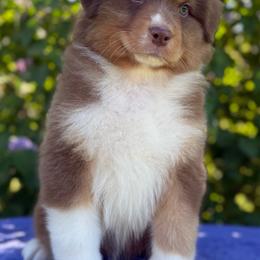 Pot of Gold - Red tri-color male Australian Shepherd puppy in Touchet, Washington from Northwest Rainbow Aussies and Golden Retrievers