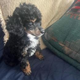 Jazmine - Phantom female Poodle puppy in Winter Haven, Florida from Herdez’s Poodles