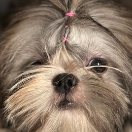 Macy - Shih Tzu puppy in Houston, Texas from G&G Shih Tzu World