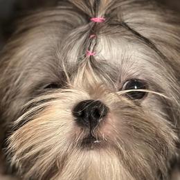 Macy - Shih Tzu puppy in Houston, Texas from G&G Shih Tzu World