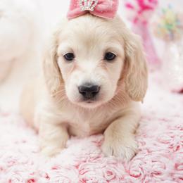 Paddy - Cream female Dachshund puppy in Big Rapids, Michigan from 30 Acre Woods Dachshunds