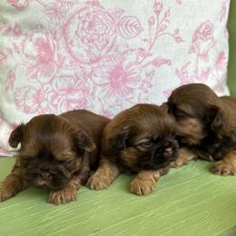 Shih Tzu puppies from Magnolia Small Breeds
