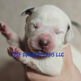 Blue - White and liver brown male Dalmatian puppy in Conrath, Wisconsin from JSF Dalmatians LLC