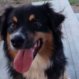 Australian Shepherds and Siberian Huskies from Amber's Aussies and Huskies