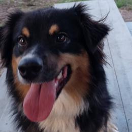 Australian Shepherds and Siberian Huskies from Amber's Aussies and Huskies