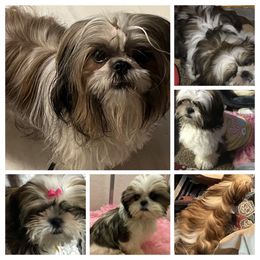 Mei’-li' - Shih Tzu