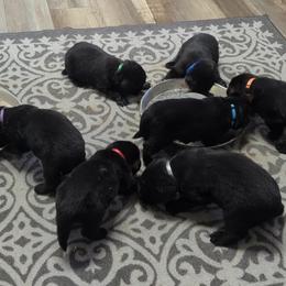 Newfoundland Black Female 4 - Black female Newfoundland puppy in Burfordville, Missouri from Umfleet Farms