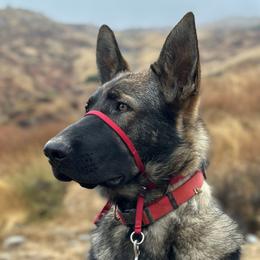 Red - German Shepherd