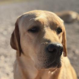 Blondie - Labrador Retriever