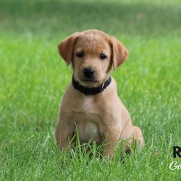 Labrador Retriever Puppies from Gochee Labs