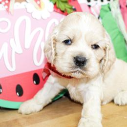 Riley - Buff male Cocker Spaniel puppy in Rattan, Oklahoma from Double M Cocker Spaniels