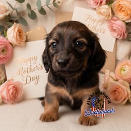 AFDs Athena - Red female Dachshund puppy in Waverly, Ohio from Always Faithful Dachshunds