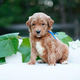 Blue collar - Apricot male Goldendoodle puppy in Spokane, Washington from Doodle Love