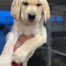 Male 1 - Yellow male Labrador Retriever puppy in Yamhill, Oregon from FitzGerald Kennels