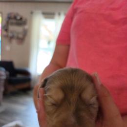 Cream Dapple - Cream male Dachshund puppy in Panama City Fl, Florida from Southern Bliss Doxies