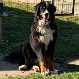 Monty - Black rust and white male Bernese Mountain Dog puppy in Delton, Michigan from Rocky Top Acres