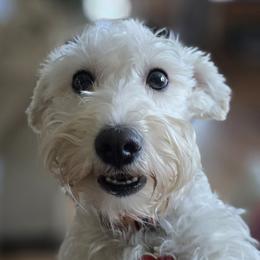 Lilly - Miniature Schnauzer