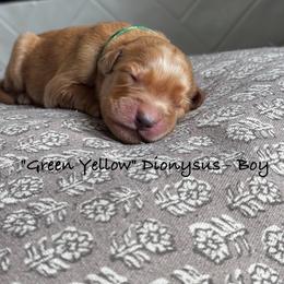 Dionysus - Dark golden male Golden Retriever puppy in Weston, Missouri from Love is Golden