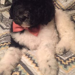 Poodle Puppies from Timber Hills Poodles and Doodles