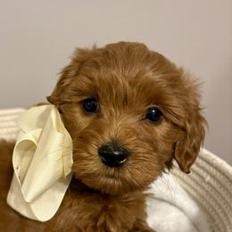 Toadette - Red  female Goldendoodle puppy in Dayton, Tennessee from MK Goldendoodles