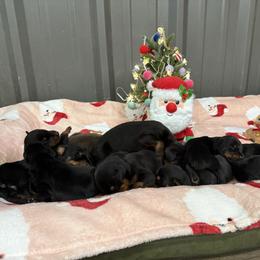 Boy 4 - Black and rust male Doberman Pinscher puppy in Elgin, Texas from New Horizons Kennels