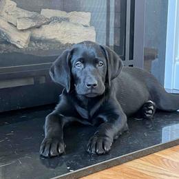 Labrador Retriever Puppies from Branley's Riverside Labradors