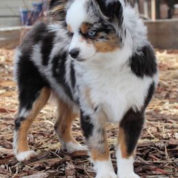 Toy Australian Shepherds from Crowfoot Valley Toy Aussies