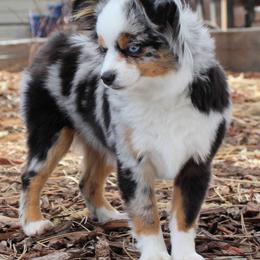 Toy Australian Shepherds from Crowfoot Valley Toy Aussies