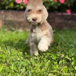 Lavender - Liver and tan female Bedlington Terrier puppy in Dunbar, Pennsylvania from Anolani