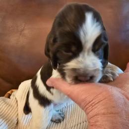 Clementine - Tri-Roan female English Springer Spaniel puppy in Hephzibah, Georgia from Sidel's Springers