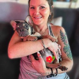 Benji - Blue French Bulldog puppy in Greenville, Texas from Cowboy Frenchies