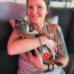 Benji - Blue French Bulldog puppy in Greenville, Texas from Cowboy Frenchies