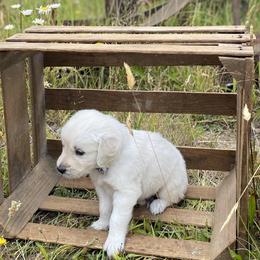 Brown - Light golden female Golden Retriever puppy in Silverton, Oregon from Silver Morning Farm