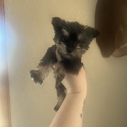 Girl 5 - Black and silver female Miniature Schnauzer puppy in Center Ridge, Arkansas from J Bar B Kennels