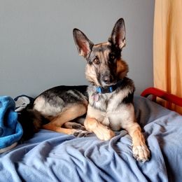 Rainee - German Shepherd