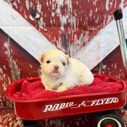 Percy - White female Shih Tzu puppy in Success, Missouri from Sweet Success