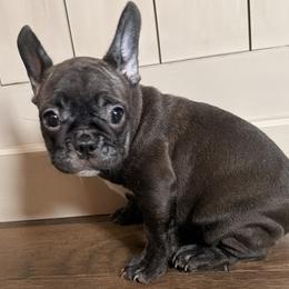 Pickles - Brindle female French Bulldog puppy in Salem, Illinois from Itsabulldogthing