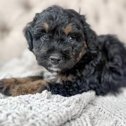 Resistol - Black tri-color female Aussiedoodle puppy in Granbury, Texas from Triple Cross Doodles